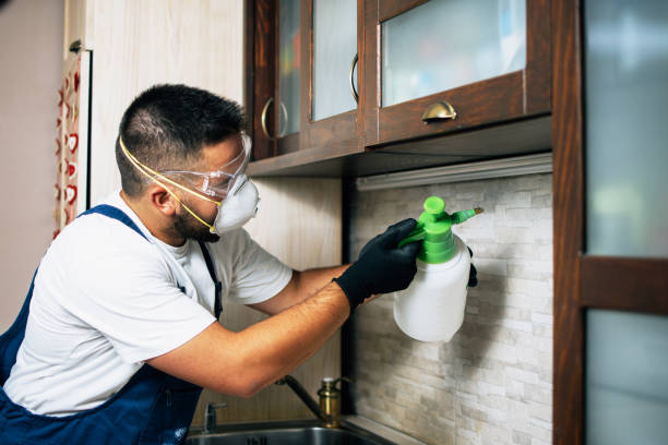 Wasp Removal Services in Marble Falls, TX