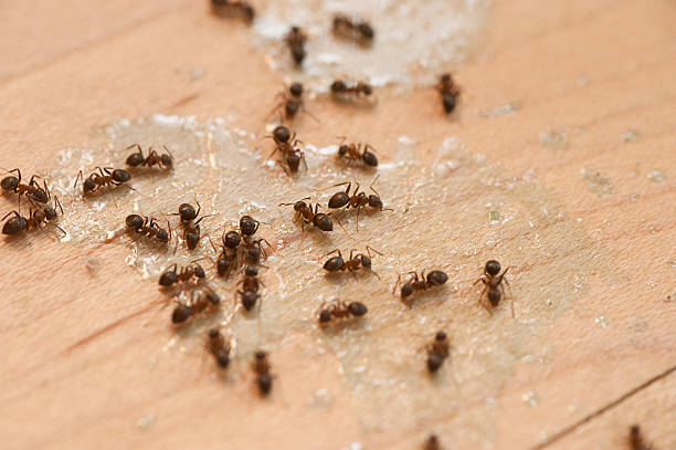 Best Pest Removal Services  in Marble Falls, TX