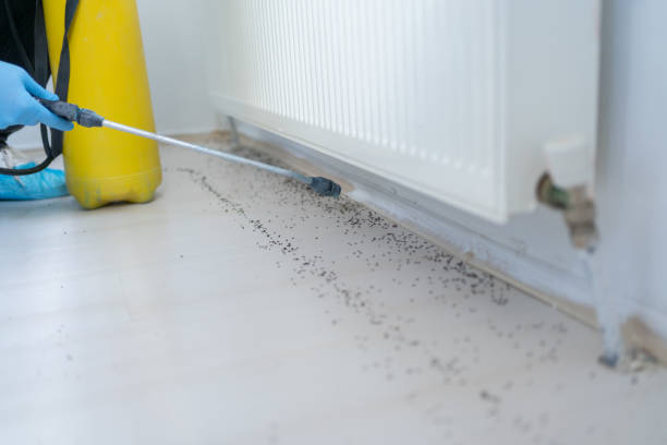 Pest Prevention Services in Marble Falls, TX
