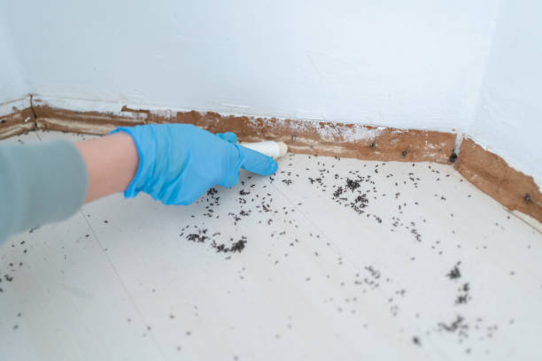 Best Bed Bug Extermination  in Marble Falls, TX